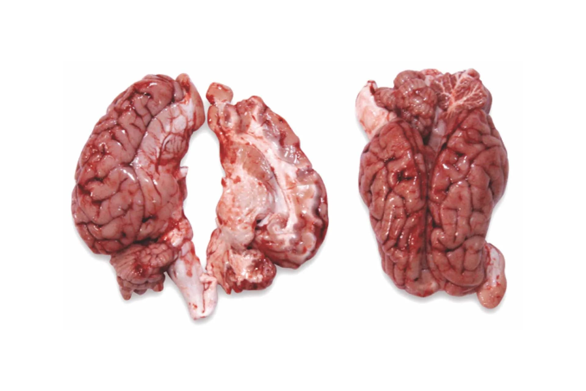 Brain (6020), photographed on a plain white background.
