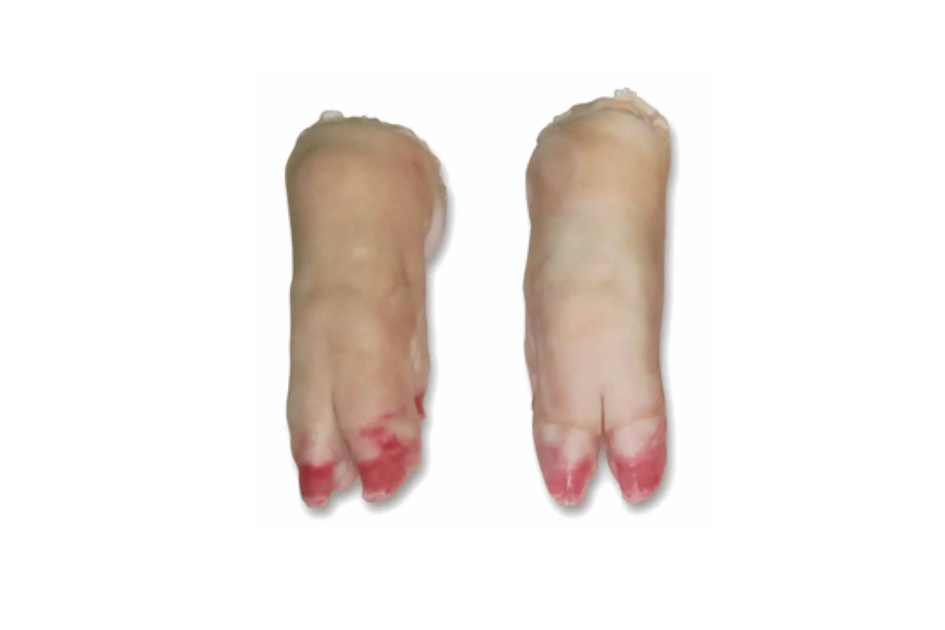 Front Feet (3300), bone-in, rind-on, photographed on a plain white background.