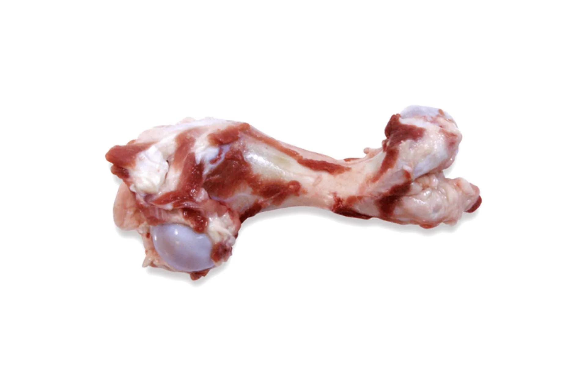 Humerous Bone (3303), photographed on a plain white background.