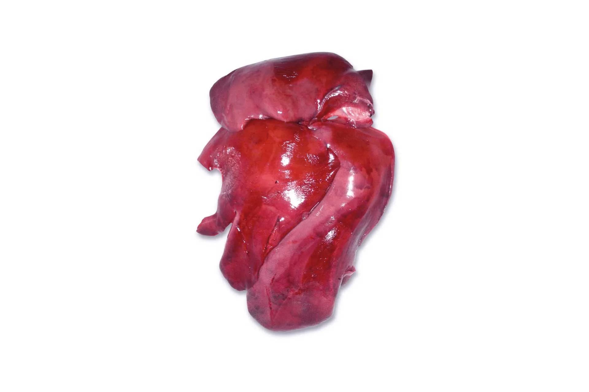 Liver (6000), photographed on a plain white background.
