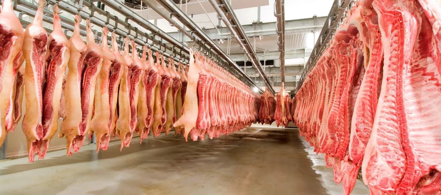 Split pork carcases hanging in rows on overhead rails in a chilling hall.