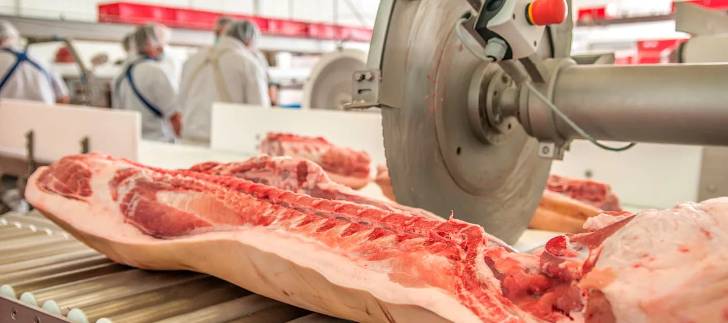 A pork middle on a roller conveyor at a band saw in the cutting hall, operators working in the background.