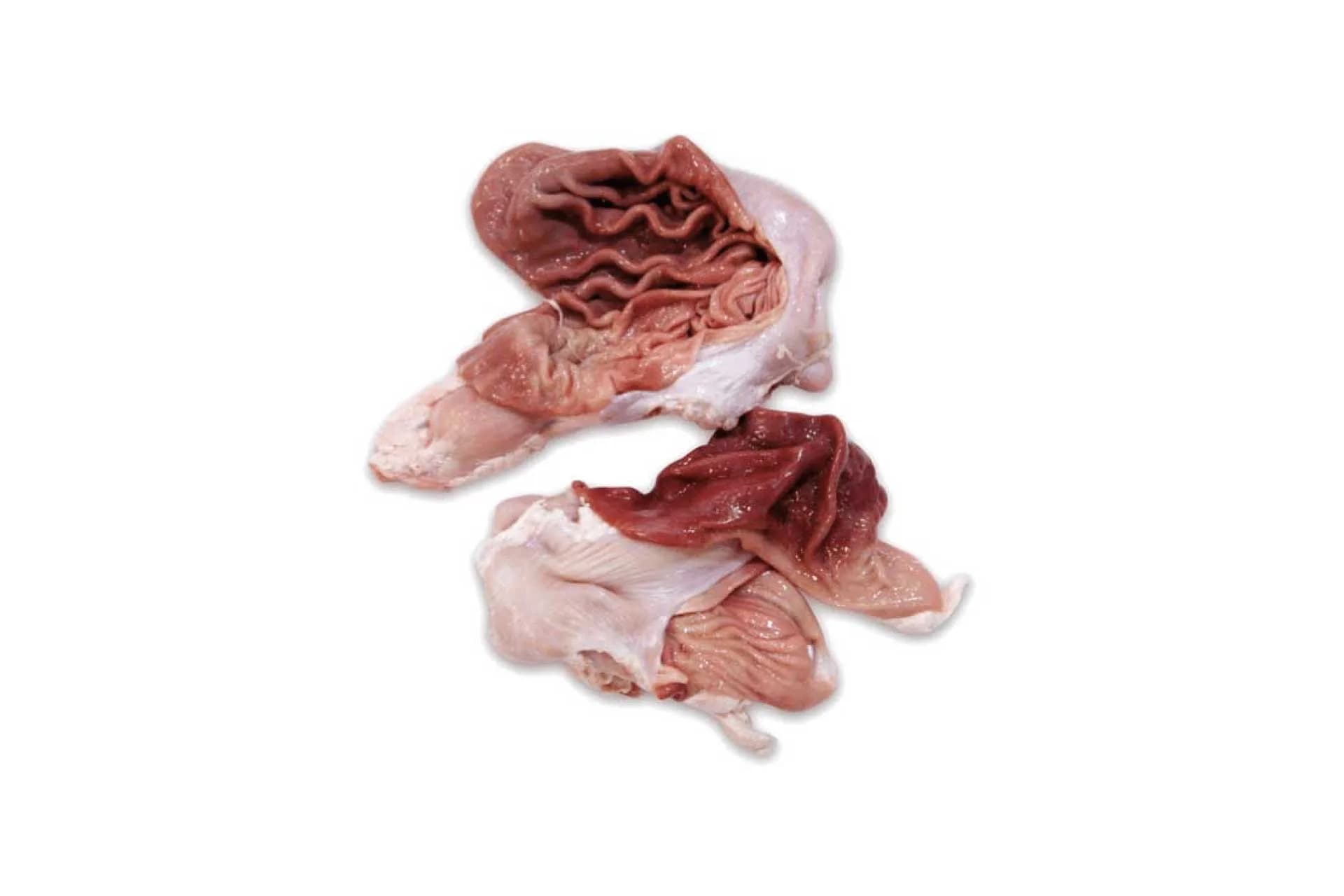 Stomach (6001), photographed on a plain white background.